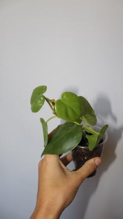 Sadnice - sobne biljke: Philodendron Hederaceum Heartleaf